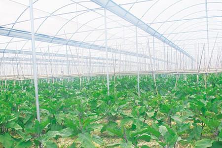 100亩蔬菜地能供应多少人