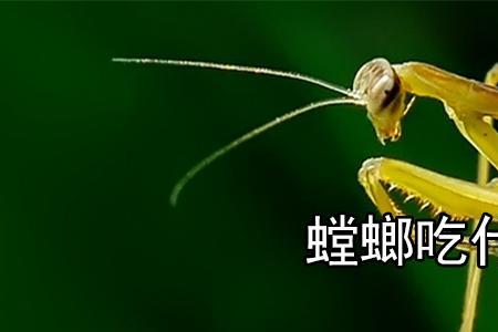 螳螂几龄吃蝉