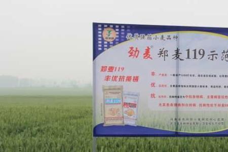 新麦45与济麦44哪个好