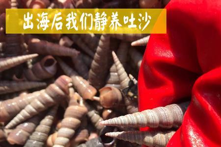 一个很长很尖的螺蛳是钉螺吗