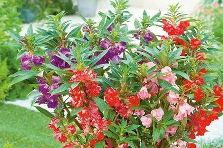 最大的凤仙花品种