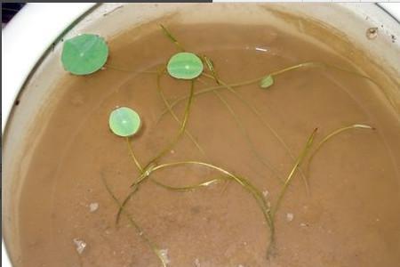 碗莲种子泡过的水发黄有臭味