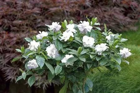 栀子花的生长有几个阶段