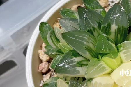 玉露锦怎么养不退锦