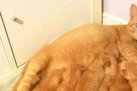 猫如何怀孕
