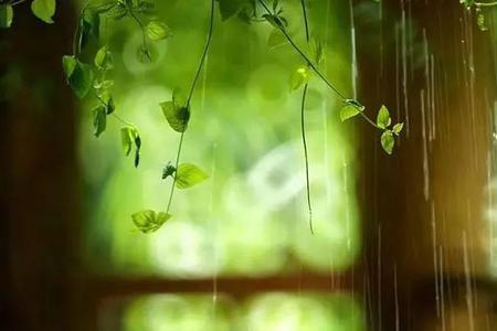 安知雨味忆什么意思
