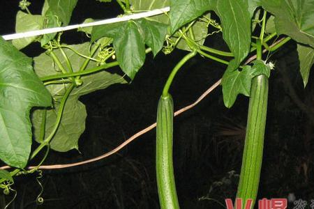 丝瓜防蜂法