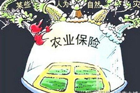 玉米保险是哪个保险公司