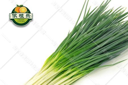 四季小香葱种一棵吃一辈子