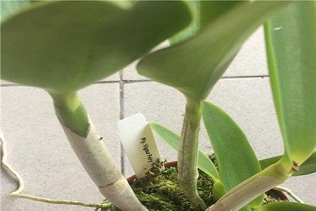 卡特兰红苹果怎么样