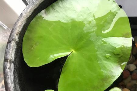 有过滤泵能放浮萍吗