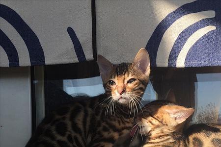豹猫不粘人怎么办