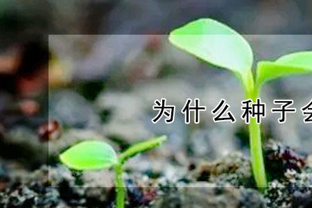 种子的种皮没有了还可以发芽吗