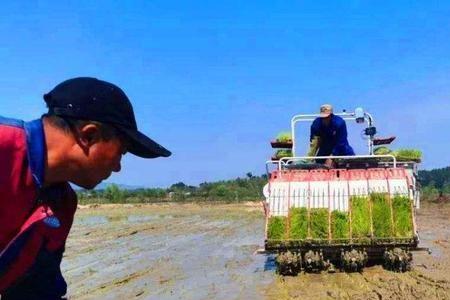湖南粮补每亩多少钱