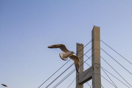 金角湾海鸥大桥介绍