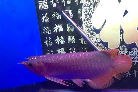 鱼一甲怎么养