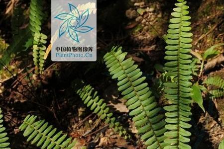 肾蕨用孢子繁殖孢子是什么