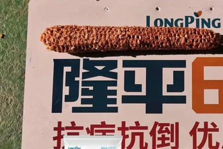 隆平高科小麦种有哪些品种