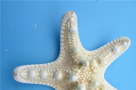 海星和海螺的区别