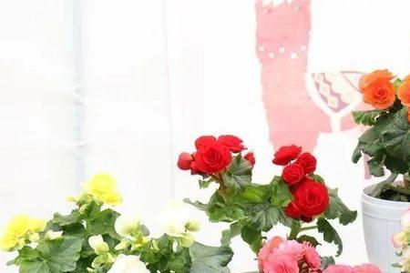重瓣非洲堇和月季哪个好养
