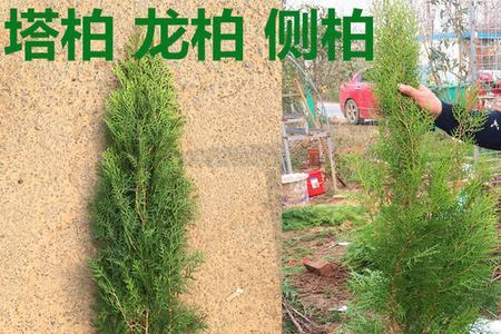 柏树30公分长多少年