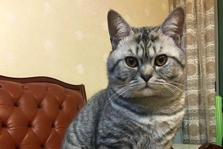 猫把乎学名