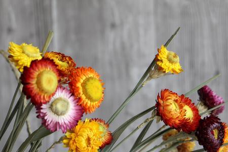 混色麦秆菊鲜花能活多久