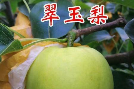 翠玉梨树树受什么花粉