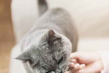 成猫一天吃几顿