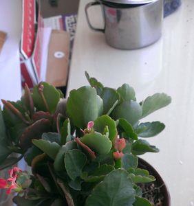木本花卉叶子发黄大揭秘