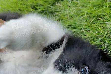 像边牧的中华田园犬