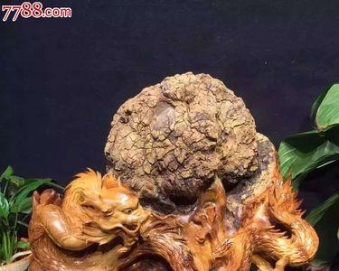 崖柏闪电龙胆和蚂蚁腿哪个好