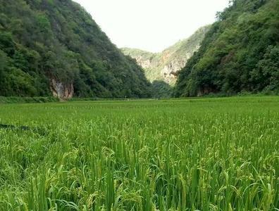 大薯能重复种植吗