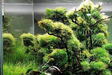 鹿角莫斯能不能扎根