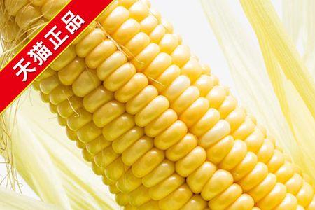 吉林省十大高产玉米品种