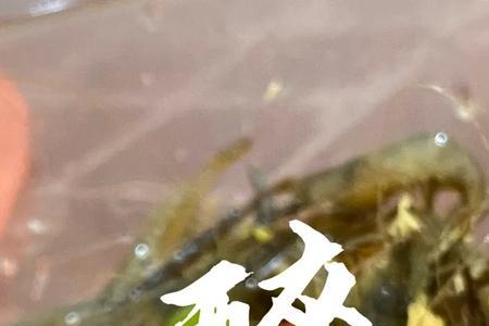 醉虾可以用15度的白酒吗