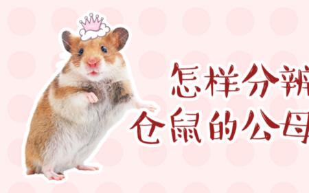 金青鸟多久分笼