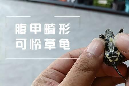 从零开始的养龟教程
