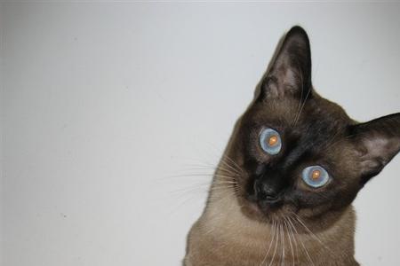 黑脸猫好吗
