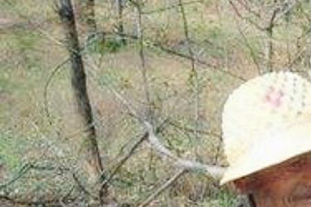 核桃能和山核桃嫁接吗