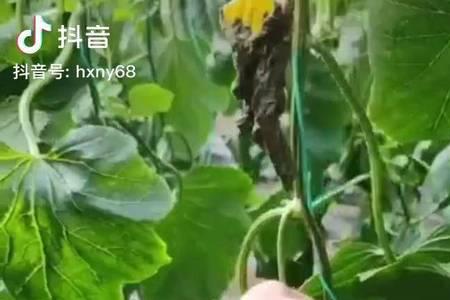 露地种羊角瓜方法
