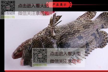 石斑鱼漂浮怎么处理