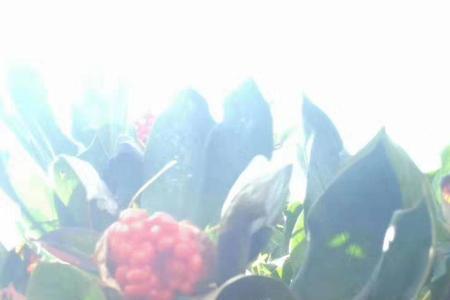 一公斤重楼种子种几亩