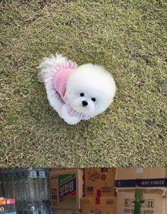 兔子和比熊的区别