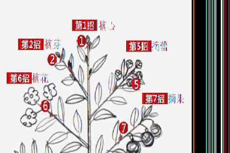 绒花树修剪方法