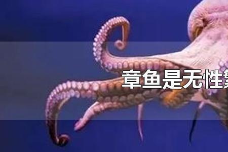 囊螺是无性繁殖吗