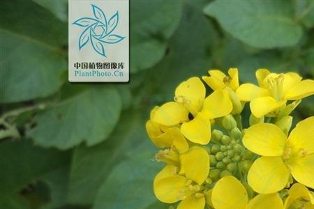 黄芽菜什么时候把头包起来