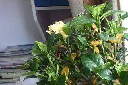 栀子花苗枝长出叶子是种活了吗