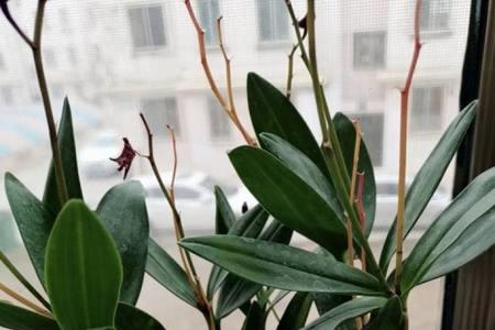 秋石斛换盆原椰壳需要去掉吗