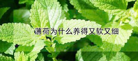 干薄荷叶为什么发苦